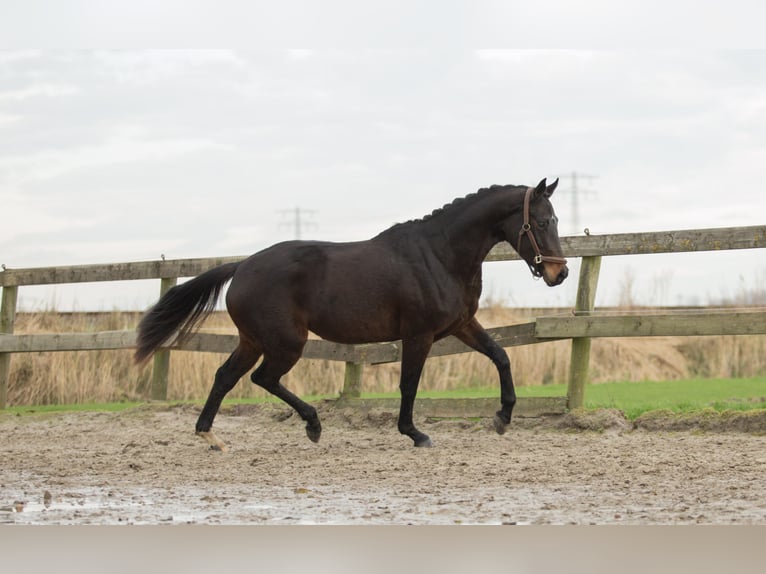 KWPN Klacz 4 lat 170 cm Gniada in Harlingen