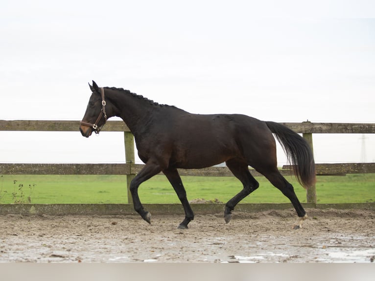 KWPN Klacz 4 lat 170 cm Gniada in Harlingen