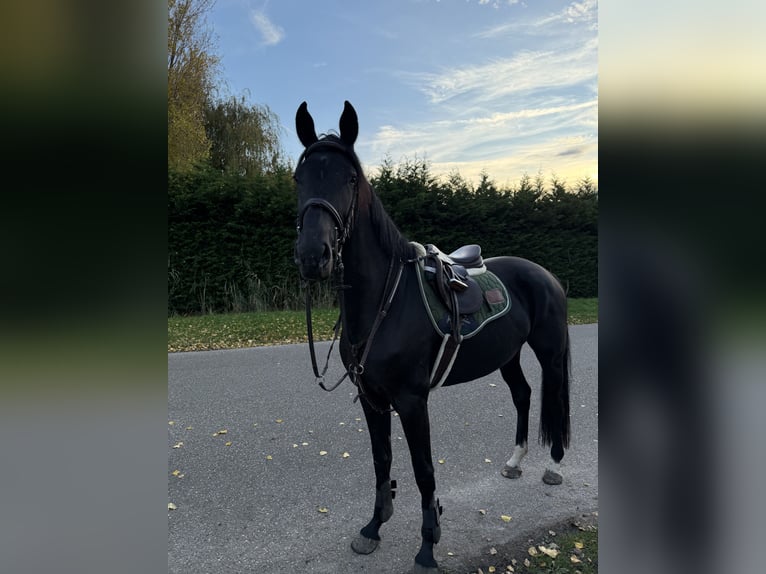KWPN Klacz 4 lat 170 cm Kara in Lelystad