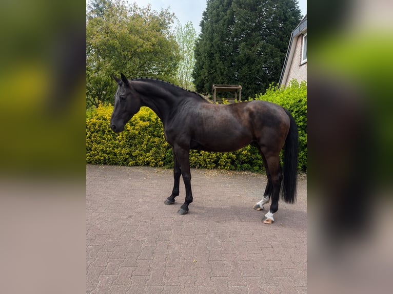 KWPN Klacz 4 lat 170 cm Kara in Lelystad