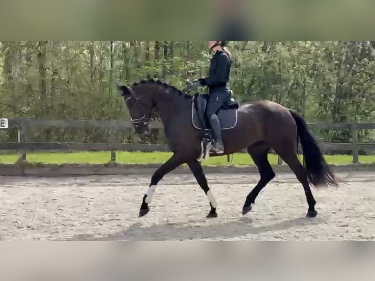 KWPN Klacz 4 lat 170 cm Kara in Leusden