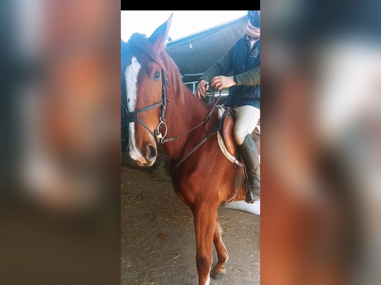 KWPN Klacz 4 lat 170 cm Kasztanowata in Gijon