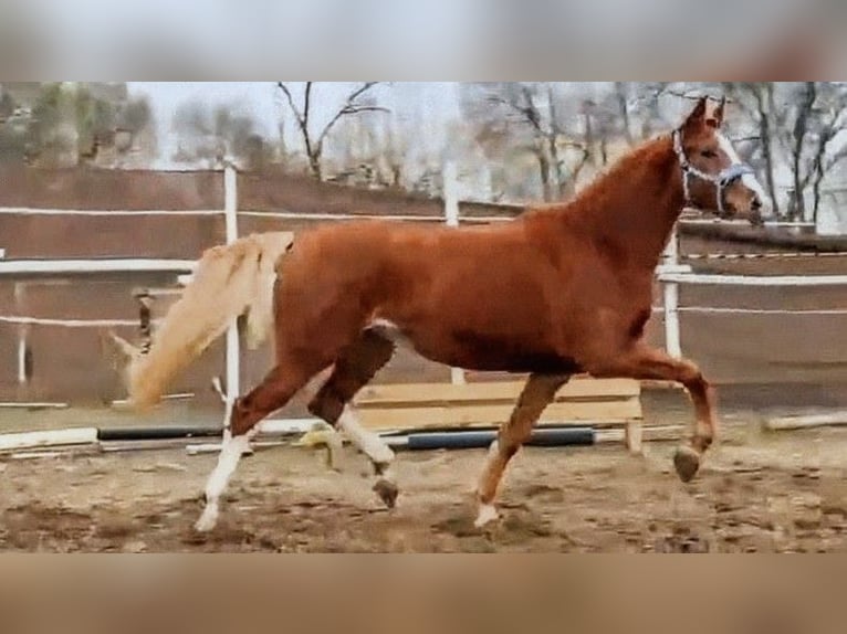 KWPN Klacz 4 lat 170 cm Kasztanowata in Békéscsaba