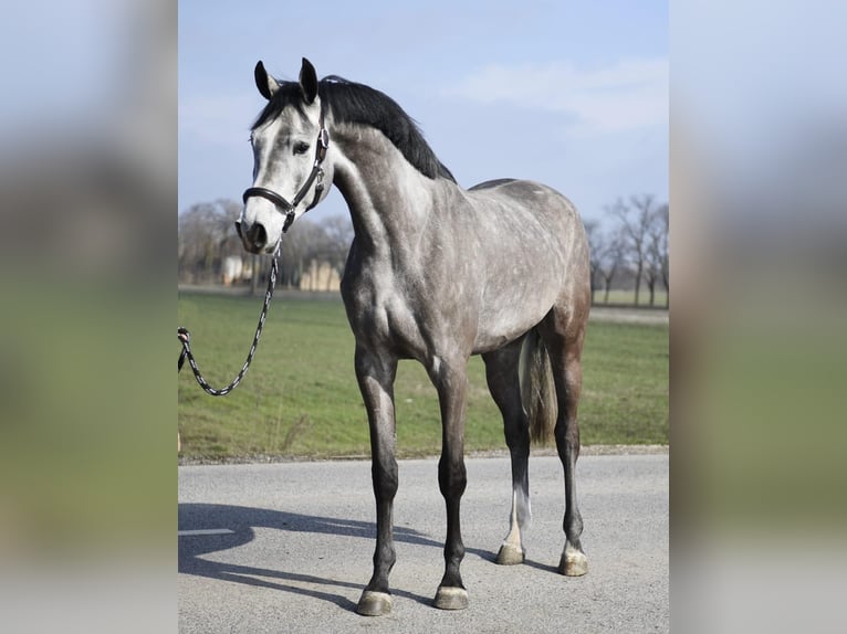 KWPN Klacz 4 lat 170 cm Siwa in Szarvas