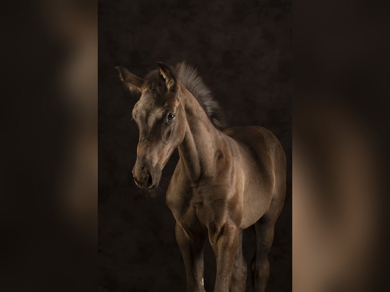 KWPN Klacz 4 lat 170 cm Skarogniada in Nijkerkerveen