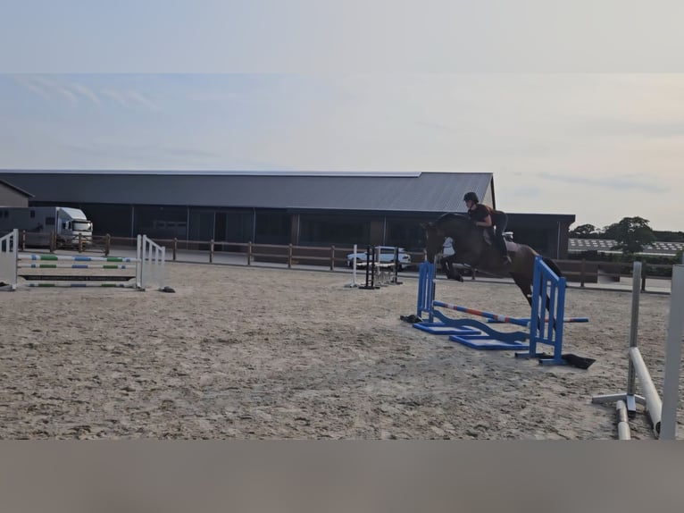 KWPN Klacz 4 lat 172 cm Gniada in Zeeland