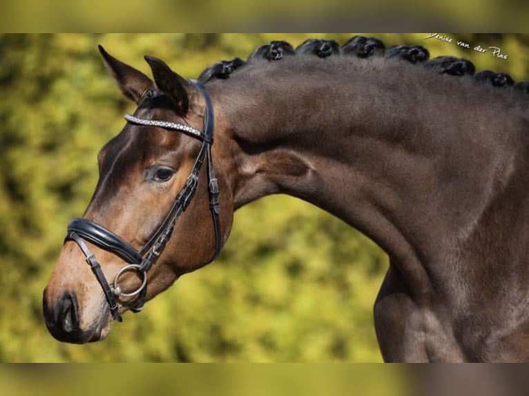 KWPN Klacz 4 lat 173 cm Gniada in Aalsmeer