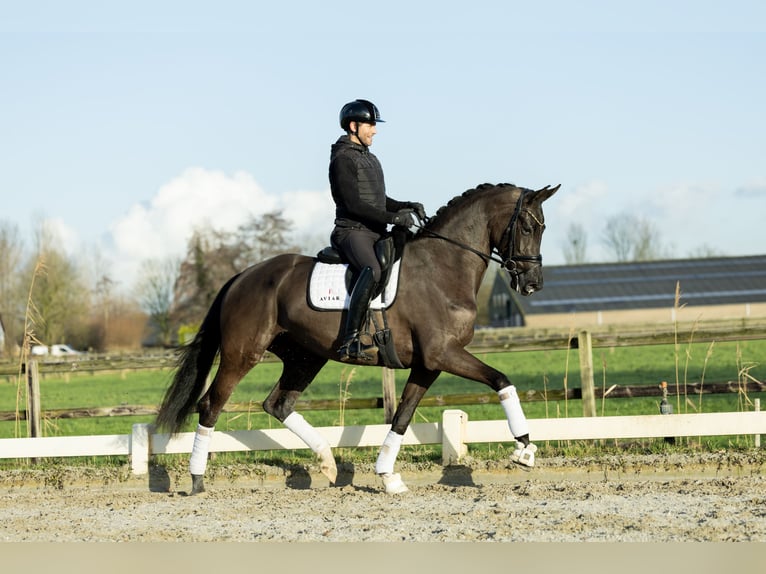 KWPN Klacz 4 lat 173 cm Kara in Boven-Leeuwen
