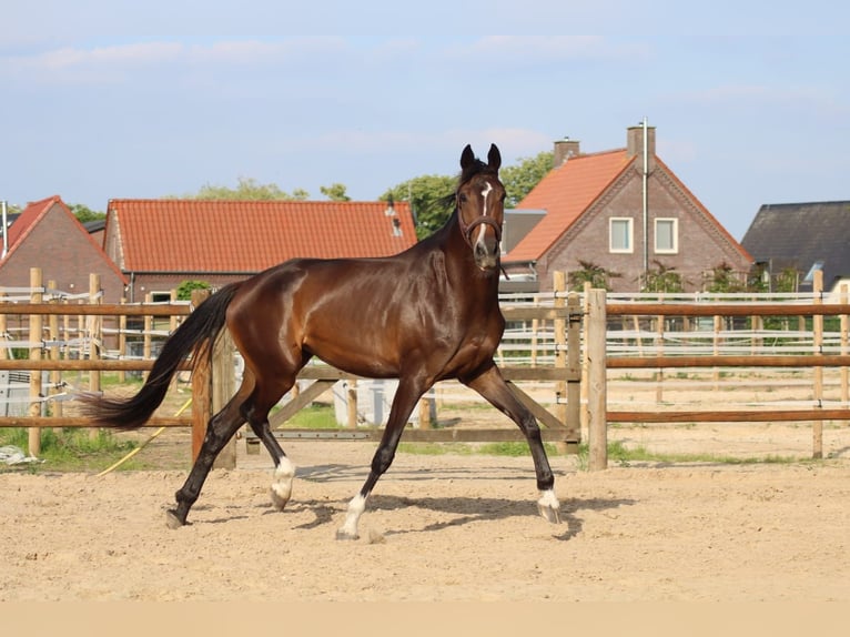 KWPN Klacz 4 lat 175 cm Ciemnogniada in Reusel