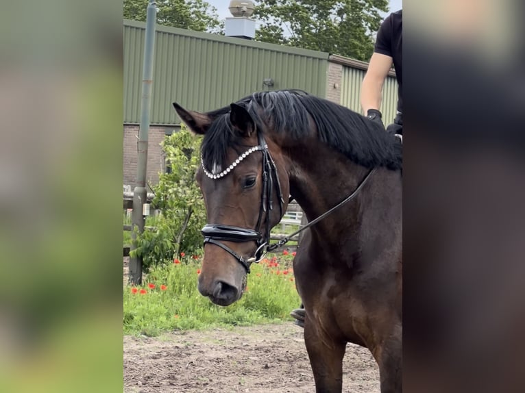 KWPN Klacz 4 lat 175 cm Ciemnogniada in Schijf