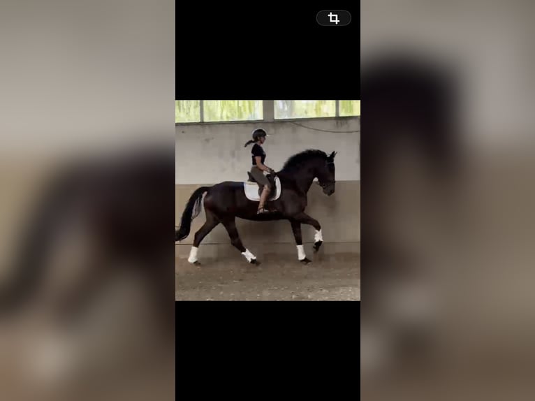 KWPN Klacz 4 lat 175 cm Kara in Kajaszó
