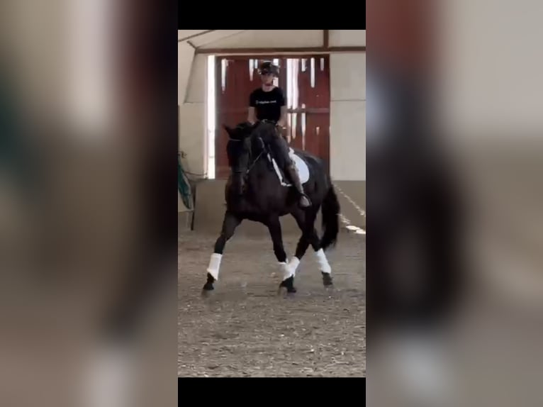 KWPN Klacz 4 lat 175 cm Kara in Kajaszó