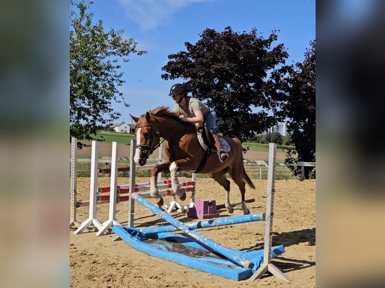 KWPN Klacz 5 lat 160 cm Kasztanowata in Brilon