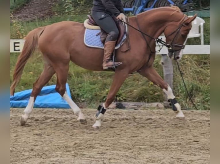 KWPN Klacz 5 lat 160 cm Kasztanowata in Brilon