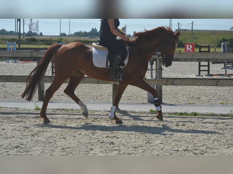 KWPN Klacz 5 lat 161 cm Kasztanowata in Breda