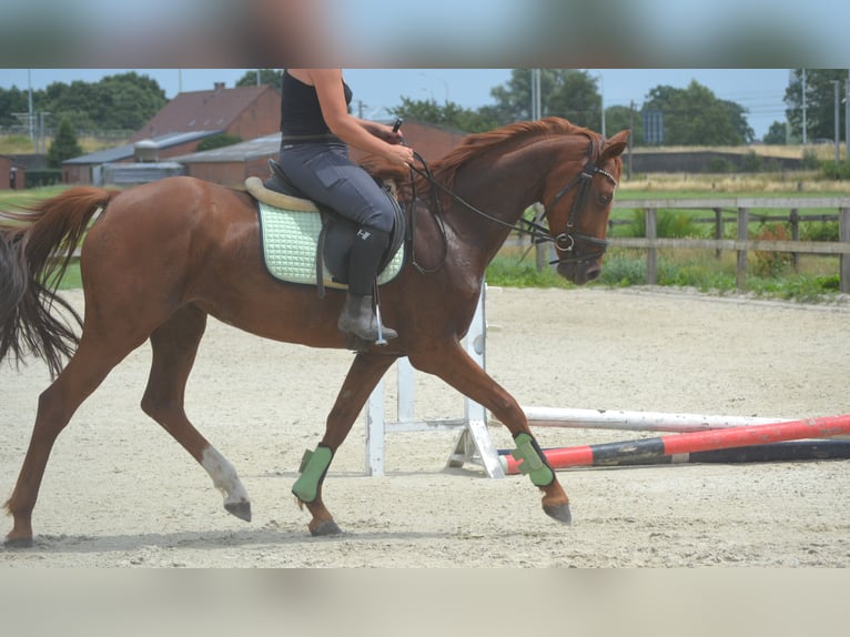 KWPN Klacz 5 lat 161 cm Kasztanowata in Breda