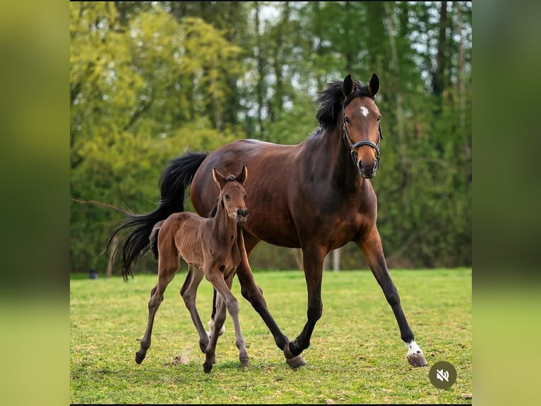 KWPN Klacz 5 lat 162 cm Ciemnogniada in Sint-Niklaas