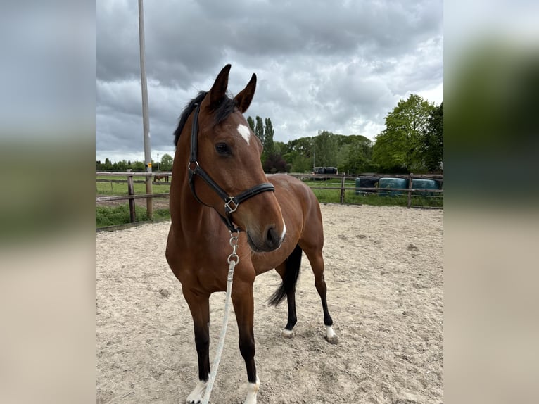 KWPN Klacz 5 lat 162 cm Gniada in Nijverdal
