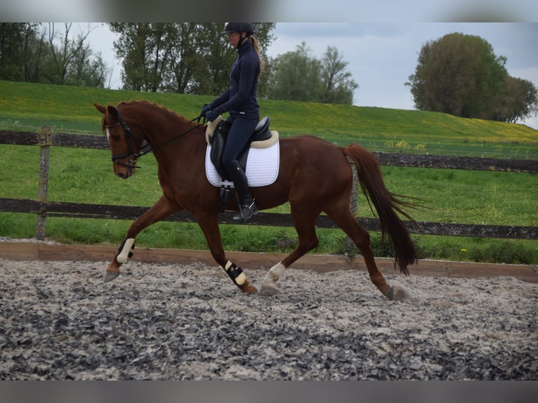 KWPN Klacz 5 lat 162 cm Kasztanowata in Brakel