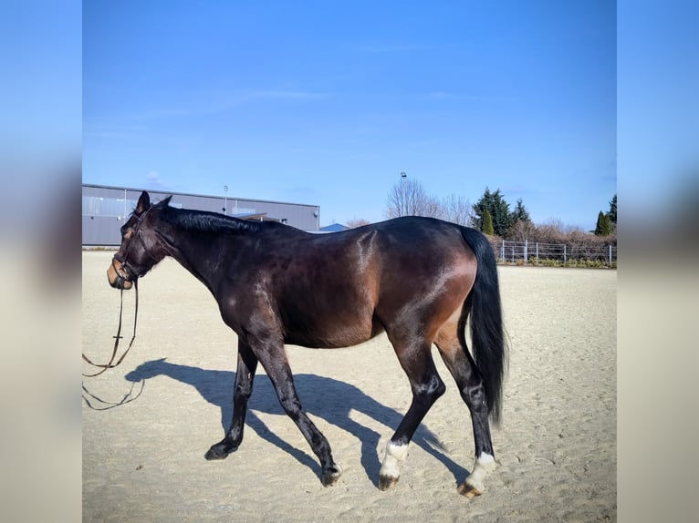 KWPN Klacz 5 lat 163 cm Ciemnogniada in Delitzsch