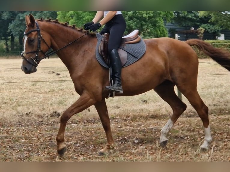 KWPN Klacz 5 lat 163 cm Kasztanowata in Kaldenkirchen