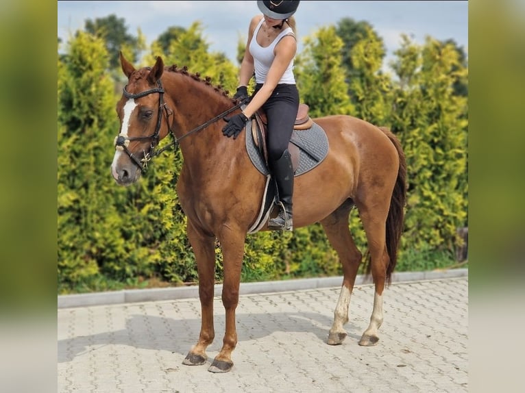 KWPN Klacz 5 lat 163 cm Kasztanowata in Kaldenkirchen