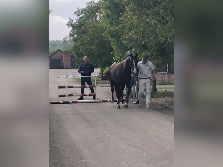 KWPN Klacz 5 lat 164 cm Ciemnokasztanowata in Swifterbant