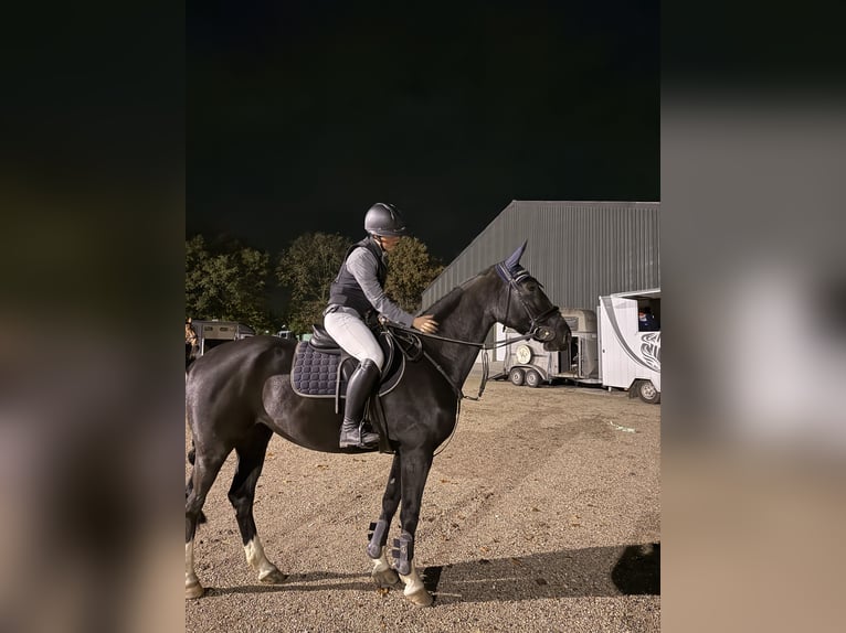 KWPN Klacz 5 lat 164 cm Kara in Margraten