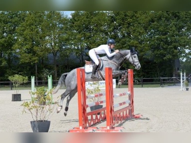 KWPN Klacz 5 lat 164 cm in Heerde