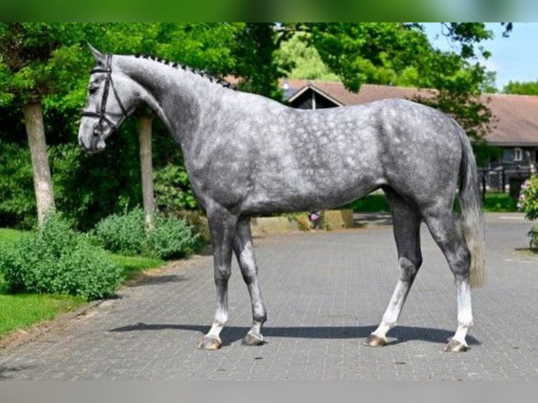 KWPN Klacz 5 lat 164 cm in Heerde