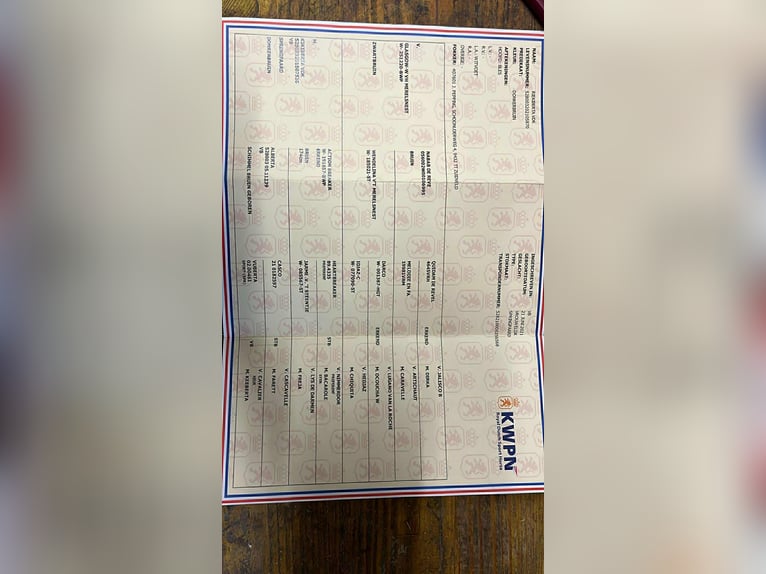 KWPN Klacz 5 lat 165 cm Ciemnogniada in Berg im Attergau