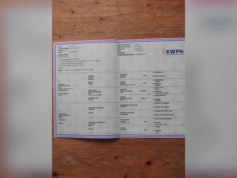 KWPN Klacz 5 lat 165 cm Ciemnogniada in Aalten