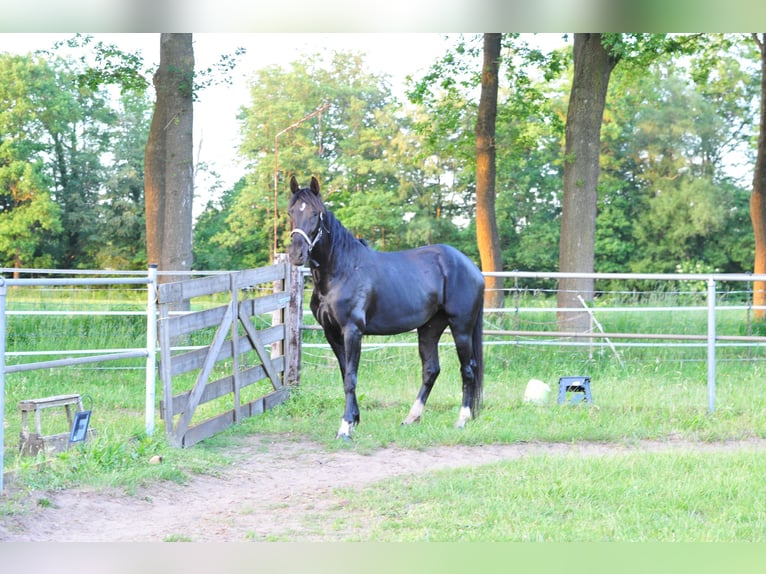 KWPN Klacz 5 lat 165 cm Ciemnogniada in Aalten