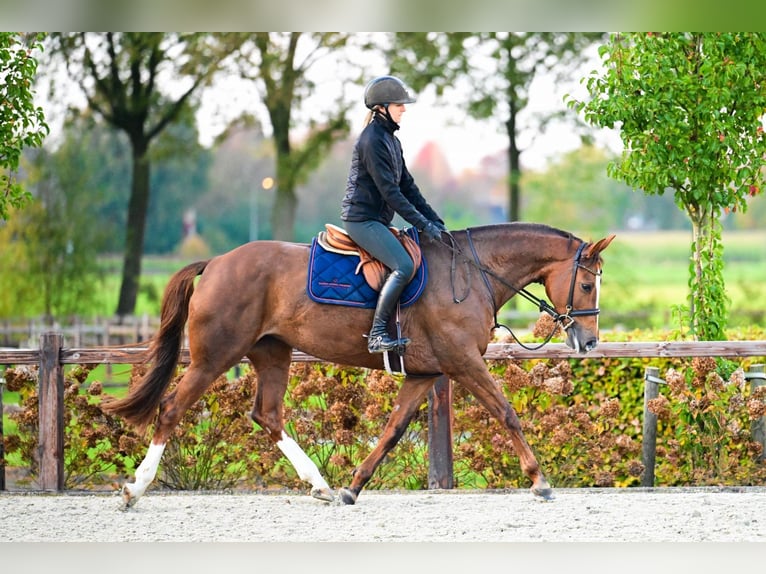 KWPN Klacz 5 lat 165 cm Kasztanowata in Bladel