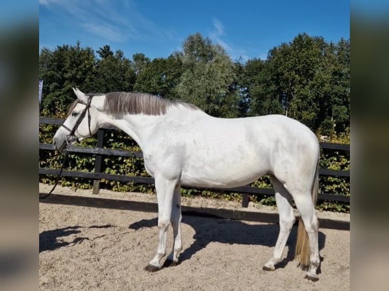 KWPN Klacz 5 lat 166 cm Siwa in GROTE-BROGEL