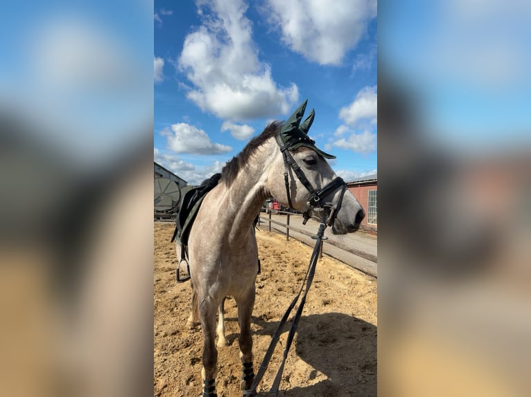 KWPN Klacz 5 lat 166 cm Siwa in Niederkrüchten