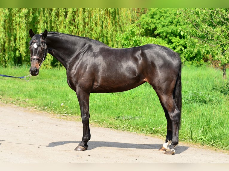 KWPN Klacz 5 lat 167 cm Skarogniada in Siedleczek