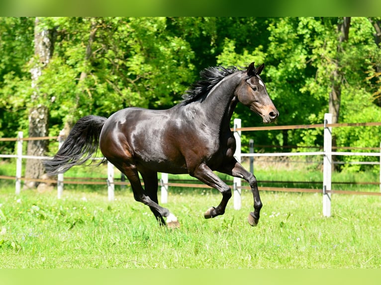KWPN Klacz 5 lat 167 cm Skarogniada in Siedleczek