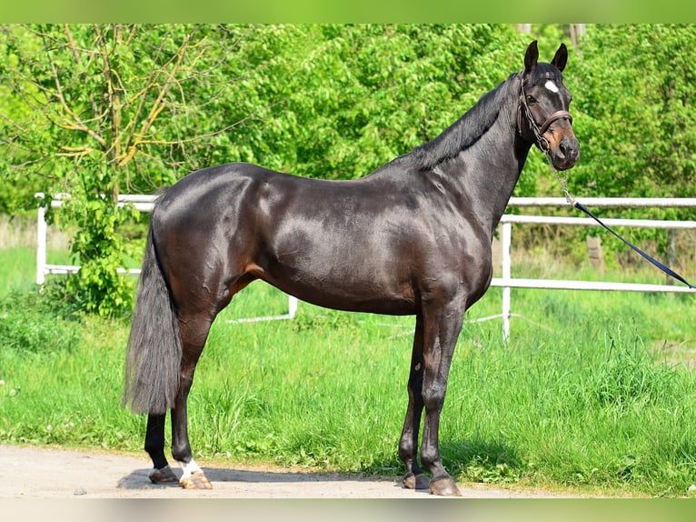KWPN Klacz 5 lat 167 cm Skarogniada in Siedleczek