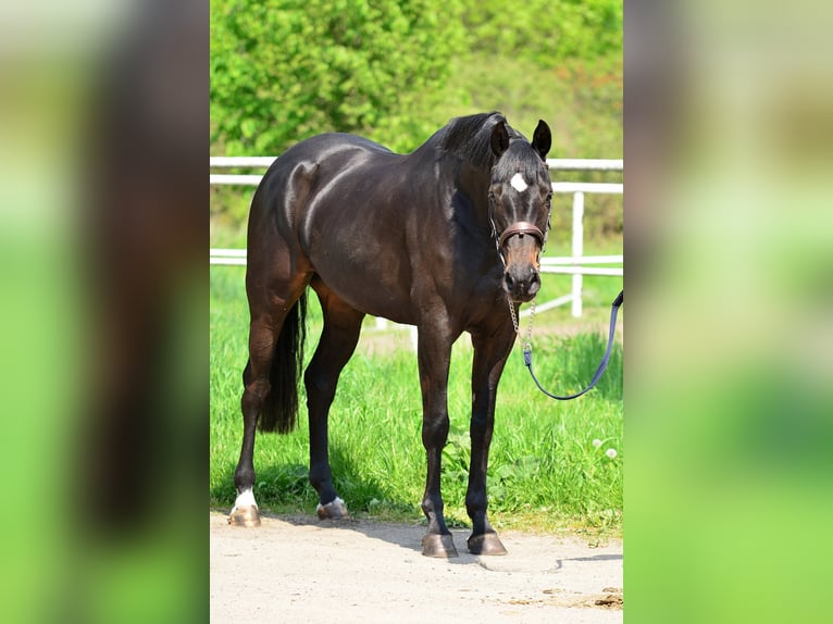 KWPN Klacz 5 lat 167 cm Skarogniada in Siedleczek