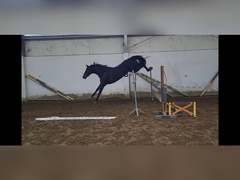 KWPN Klacz 5 lat 167 cm Skarogniada in Siedleczek
