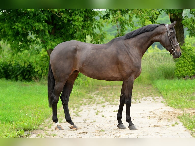 KWPN Klacz 5 lat 167 cm Skarogniada in Siedleczek