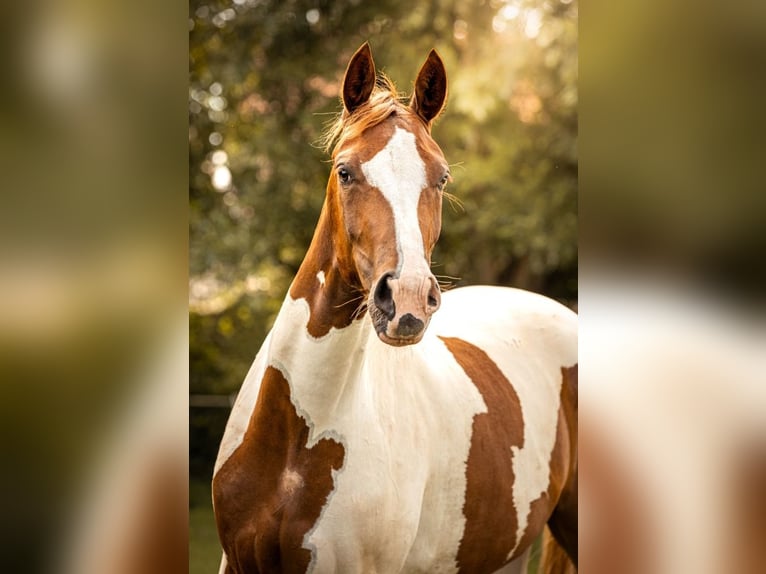 KWPN Klacz 5 lat 167 cm Srokata in Loipersbach im Burgenland
