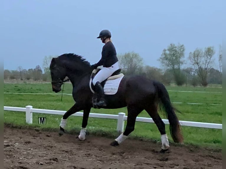 KWPN Klacz 5 lat 168 cm Ciemnogniada in Nordwalde