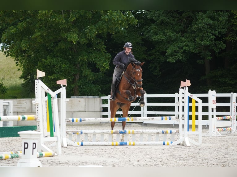 KWPN Klacz 5 lat 168 cm Kara in Nettersheim
