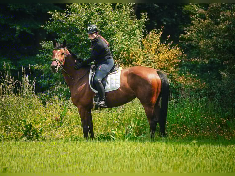 KWPN Klacz 5 lat 168 cm Kara in Nettersheim