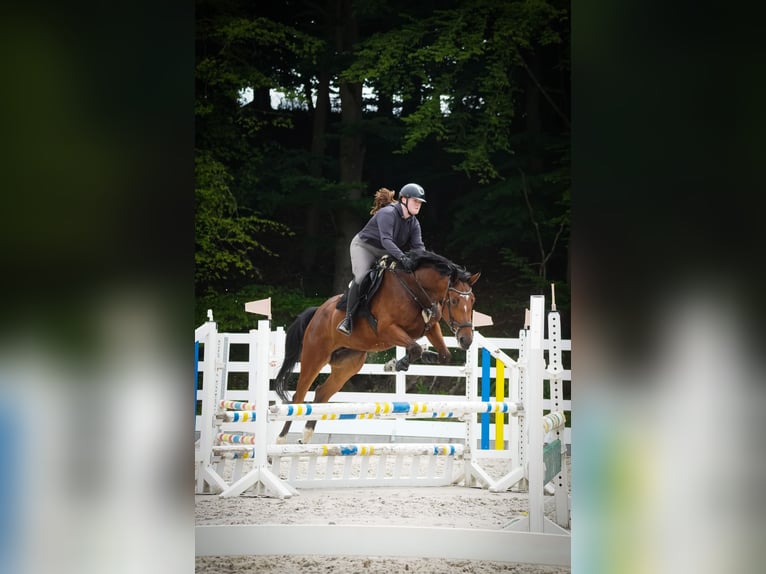 KWPN Klacz 5 lat 168 cm Kara in Nettersheim