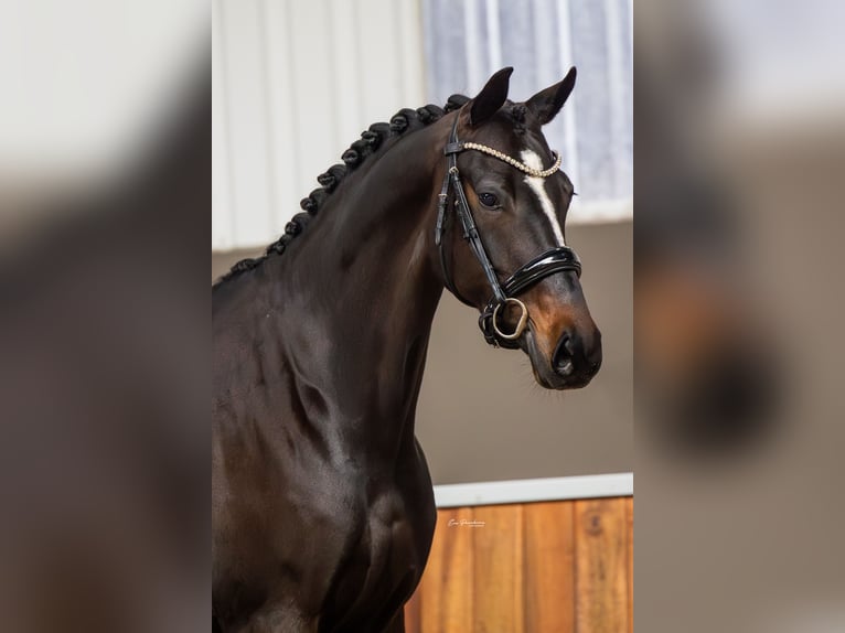 KWPN Klacz 5 lat 168 cm Skarogniada in Andijk