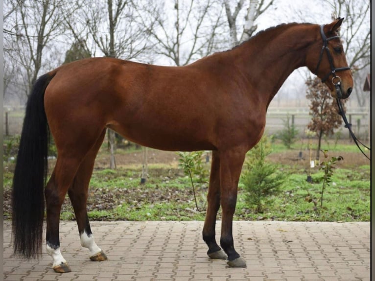 KWPN Klacz 5 lat 170 cm Gniada in Békéscsaba