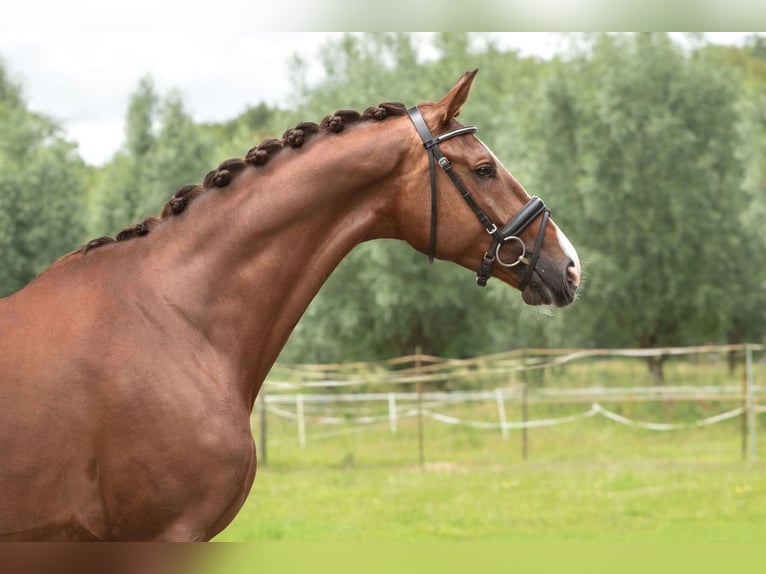 KWPN Klacz 5 lat 173 cm Ciemnokasztanowata in GROTE-BROGEL